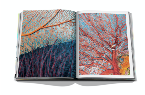 Assouline - The Coral triangle